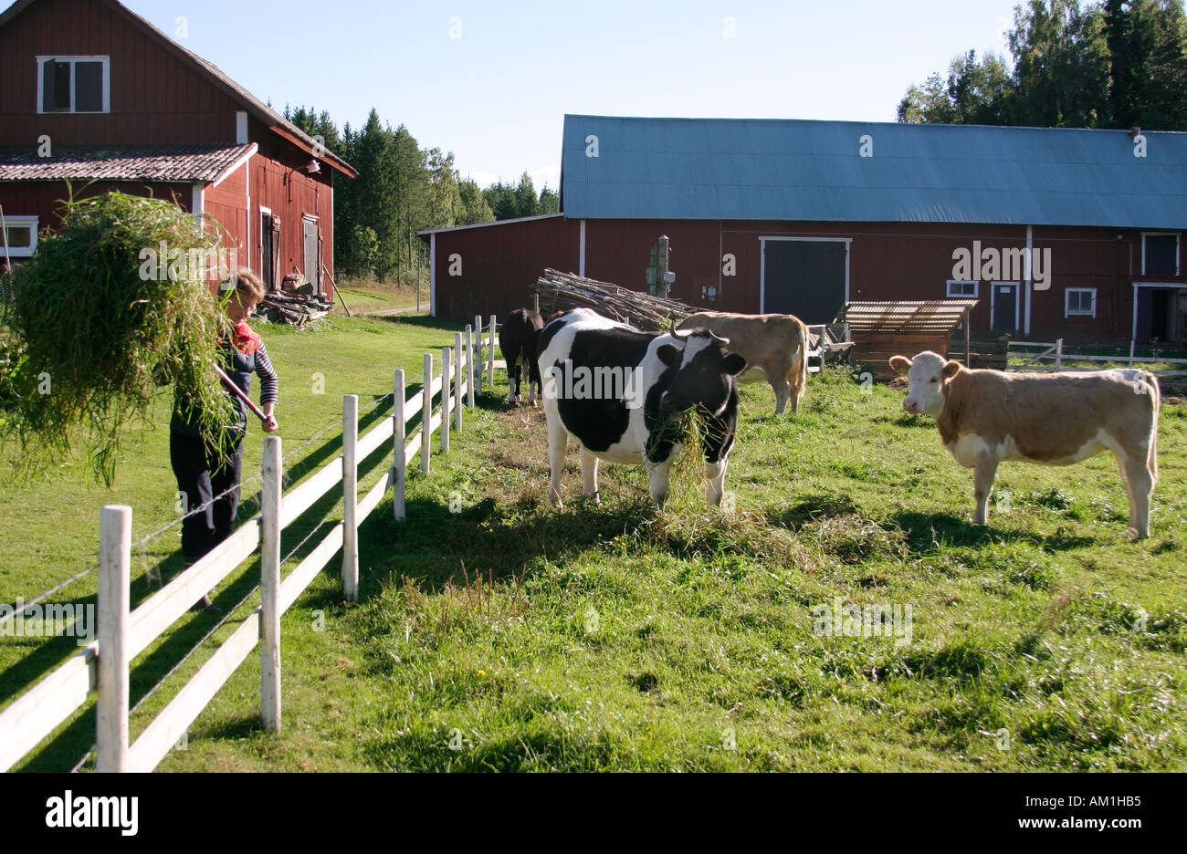 Sweden Cattle Cows And Farm And Hay Feeding Barns Fence Stock
