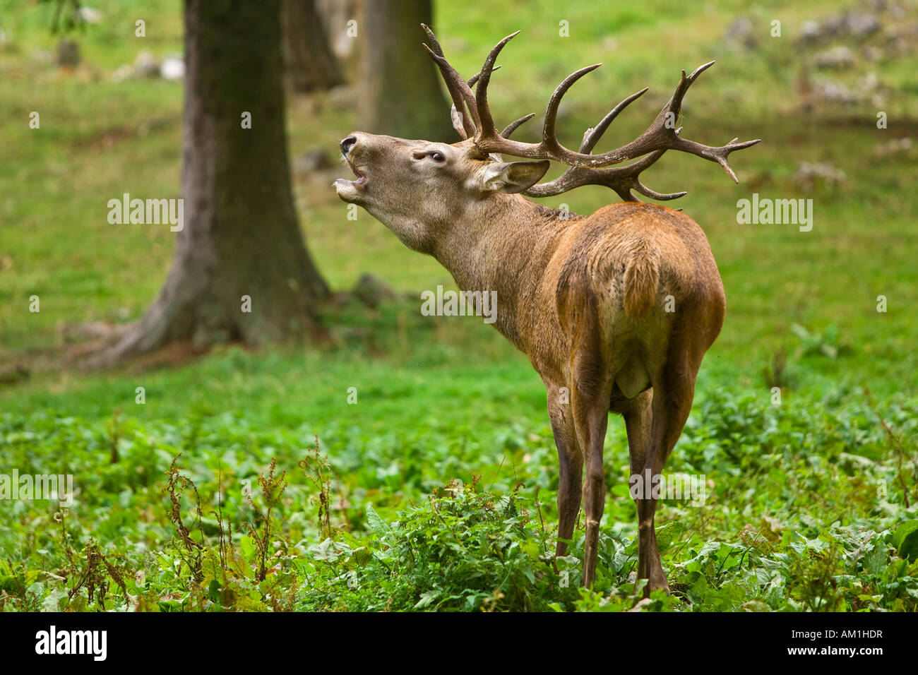 Deer scream hires stock photography and images Alamy