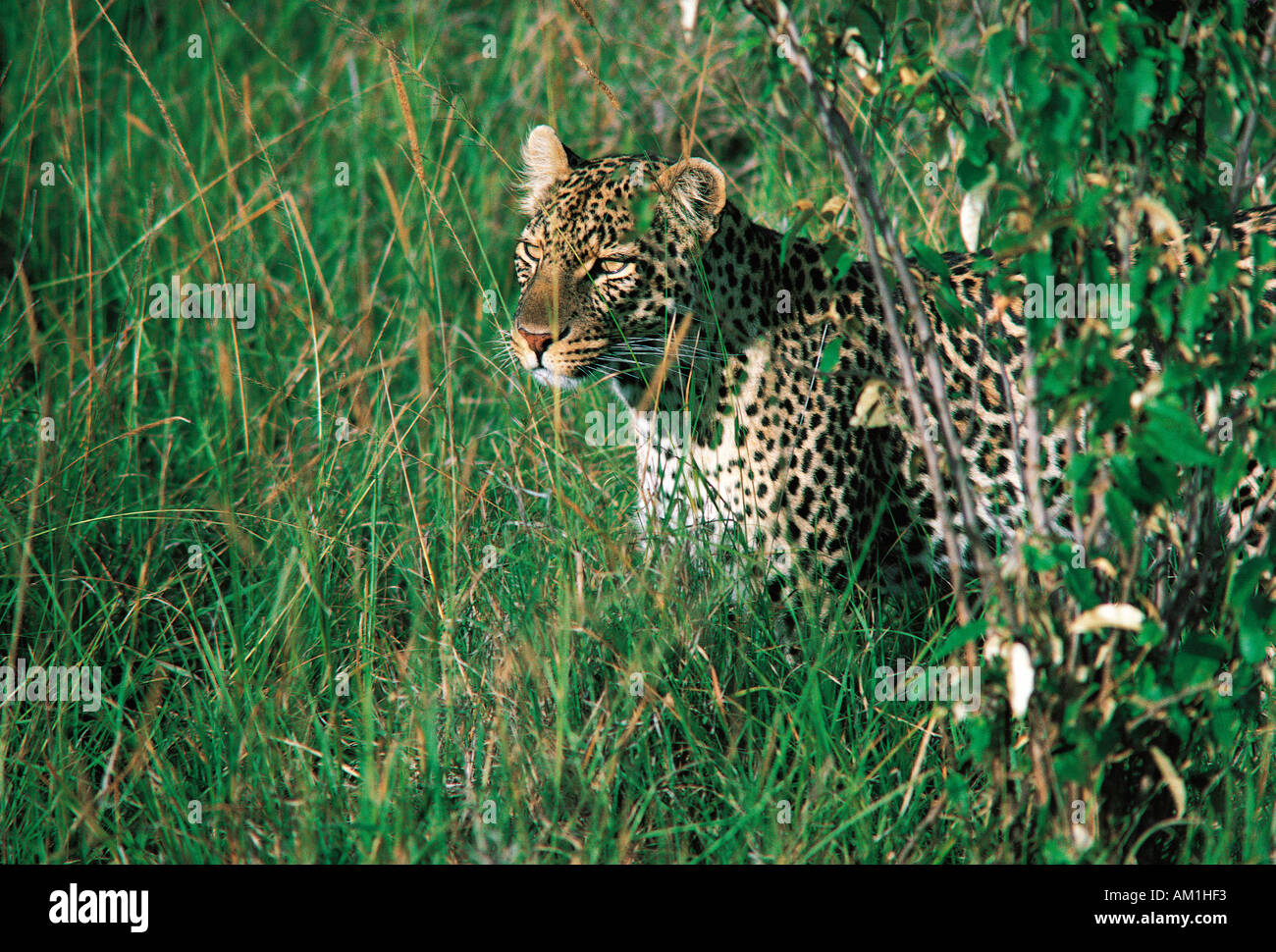 Leopard in long grass at the start of a hunt Masai Mara National Reserve Kenya East Africa Stock Photo