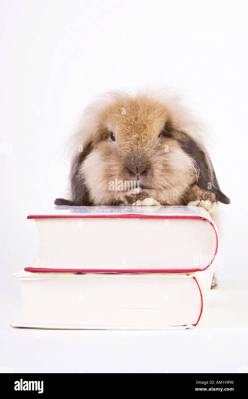 Rabbit with books Stock Photo