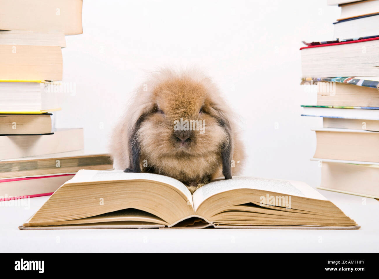 Rabbit with books Stock Photo