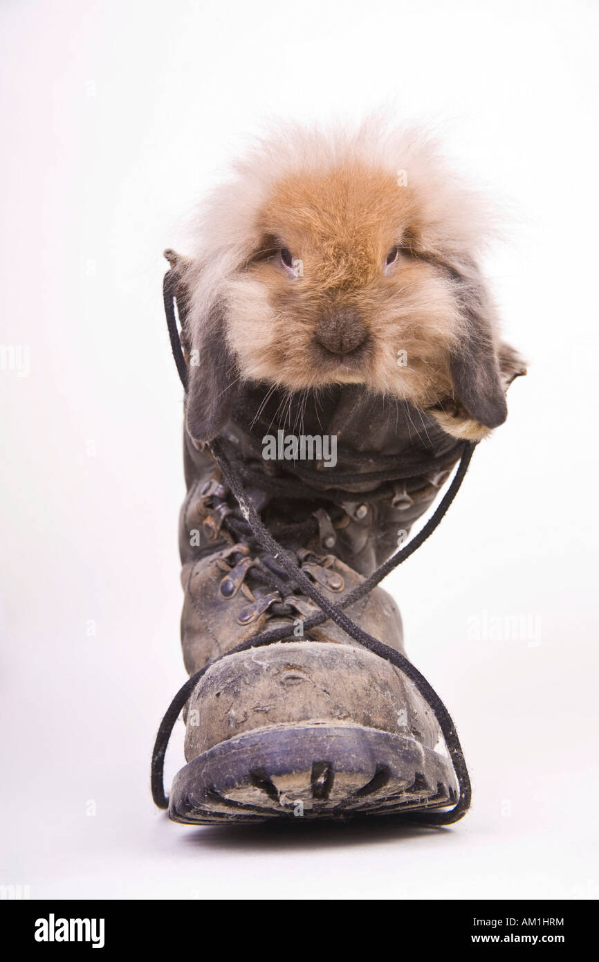 Rabbit in a boot Stock Photo