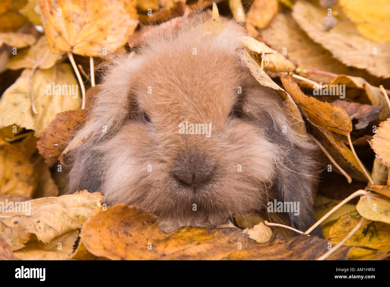 Rabbit in autumn foliage Stock Photo