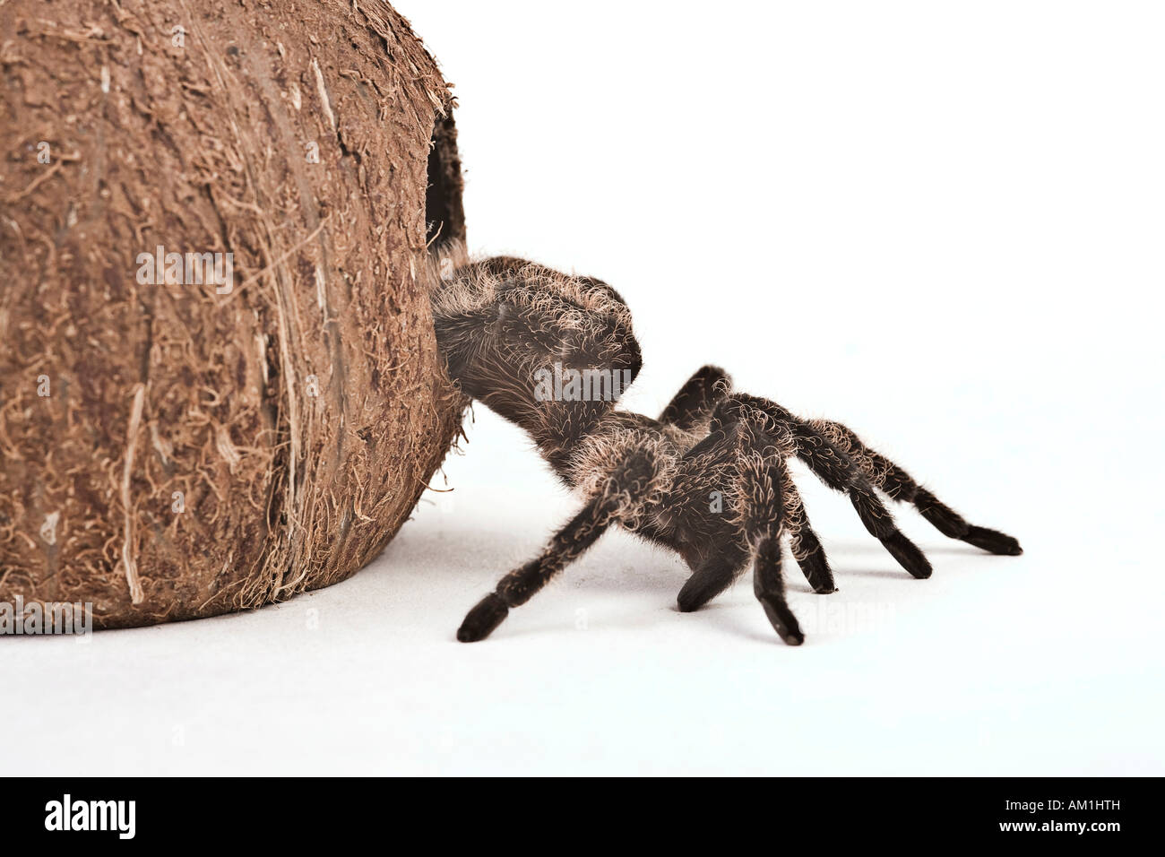 Coconut spider hires stock photography and images Alamy