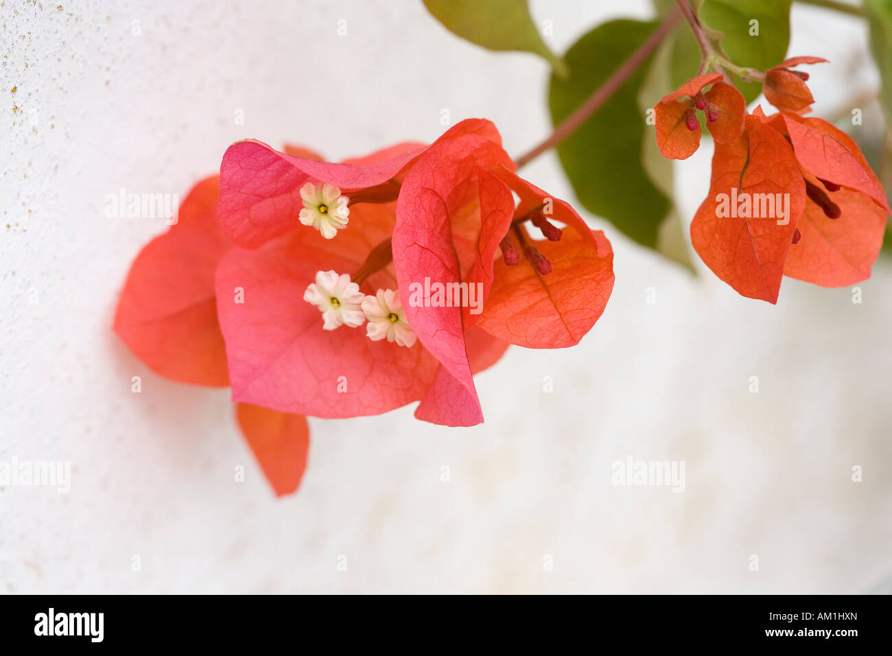 Detail of a Bougainvillea blossom Stock Photo