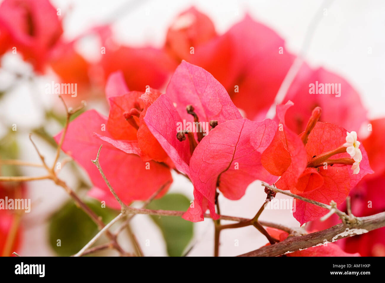 Detail of a Bougainvillea blossom Stock Photo