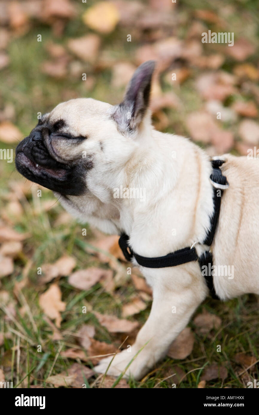 A shaking pug puppy Stock Photo Alamy
