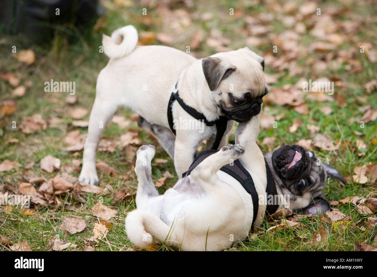 Two playing pug puppies Stock Photo - Alamy