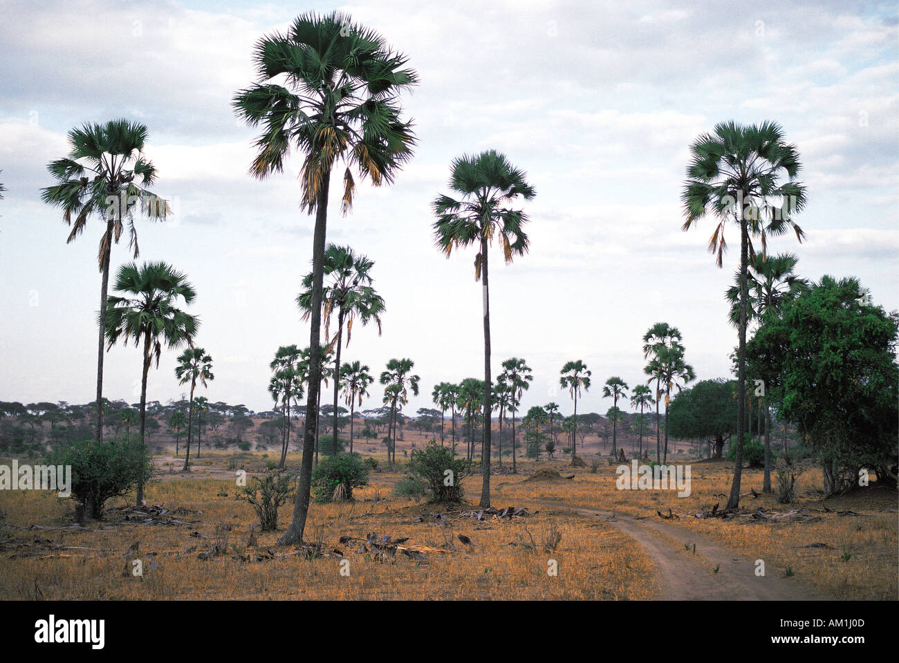 Hyphaene ventricosa Palm Trees Tarangire National Park Tanzania East Africa Stock Photo