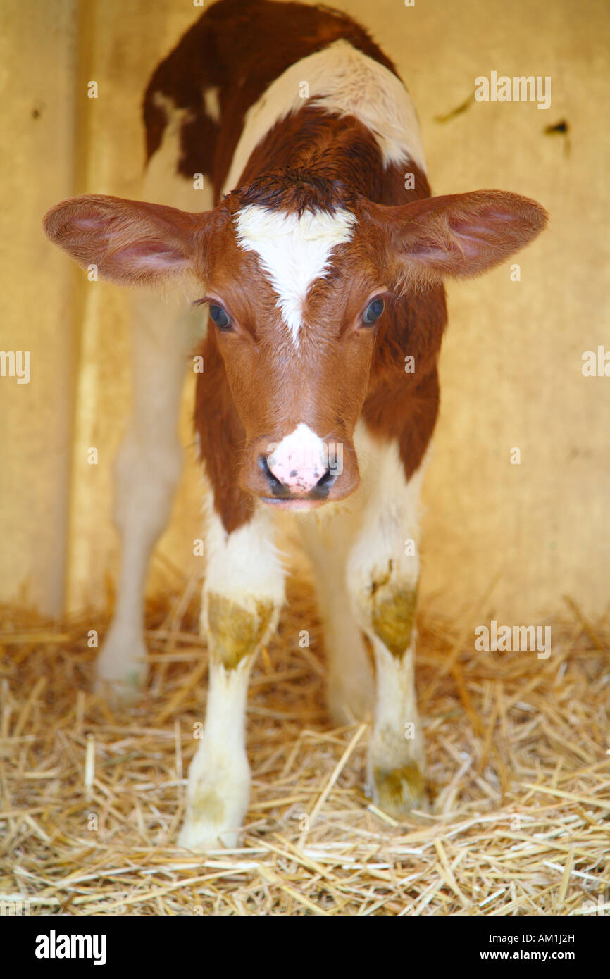 Standing calf Stock Photo