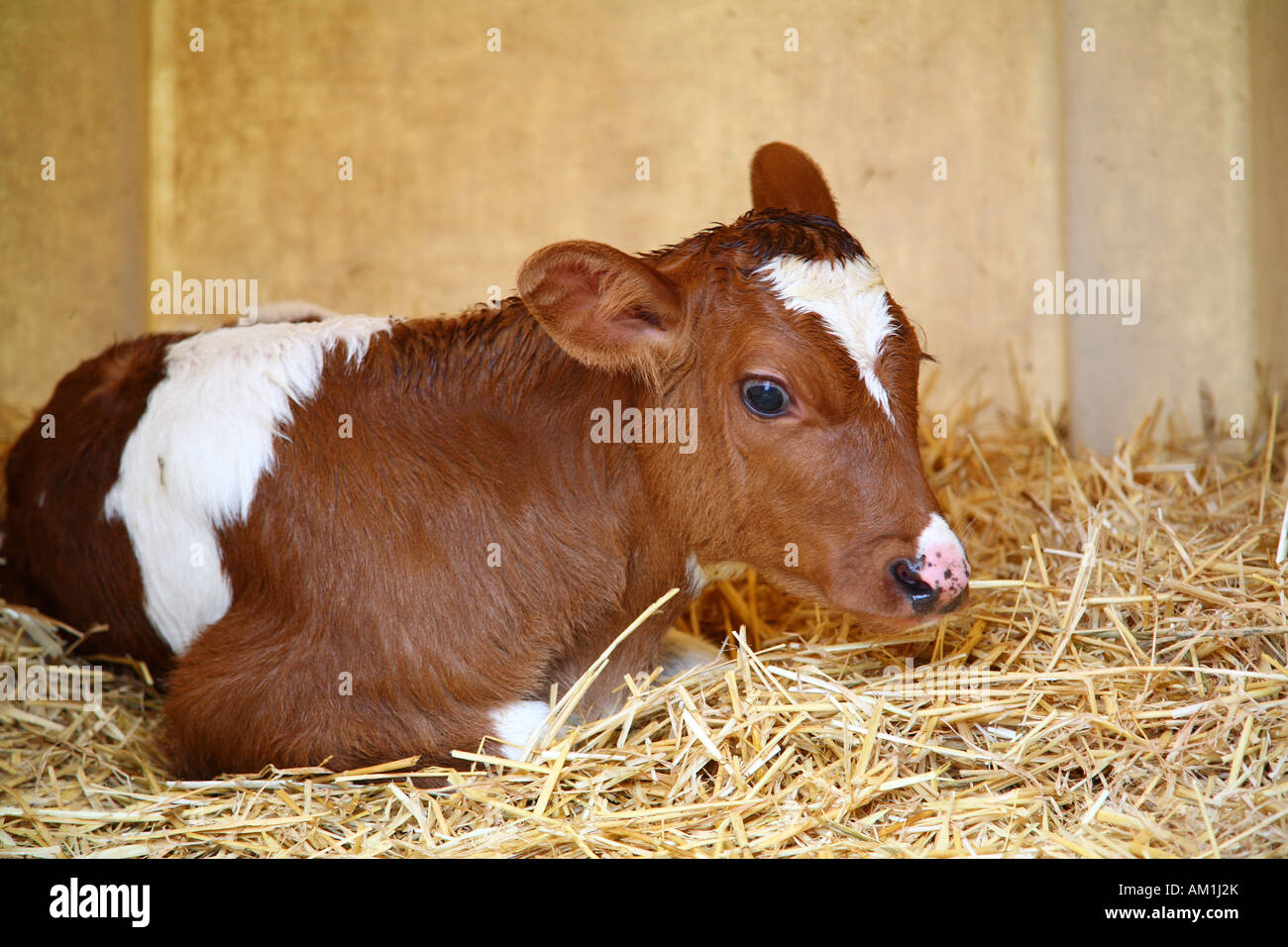 Lying calf Stock Photo