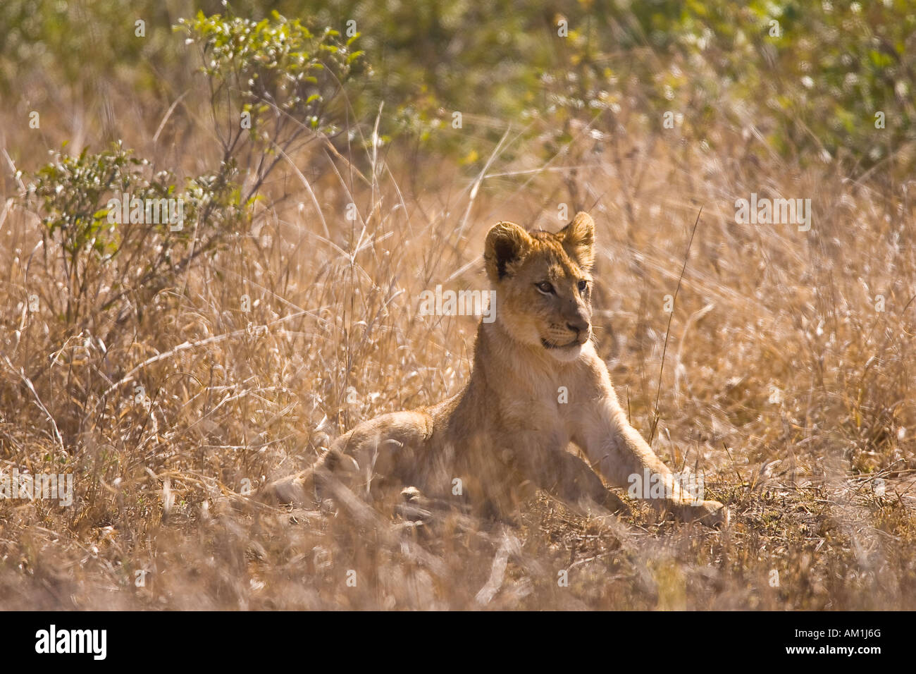 Young lion (Panthera leo), Kruger National Park, South Africa, Africa Stock Photo