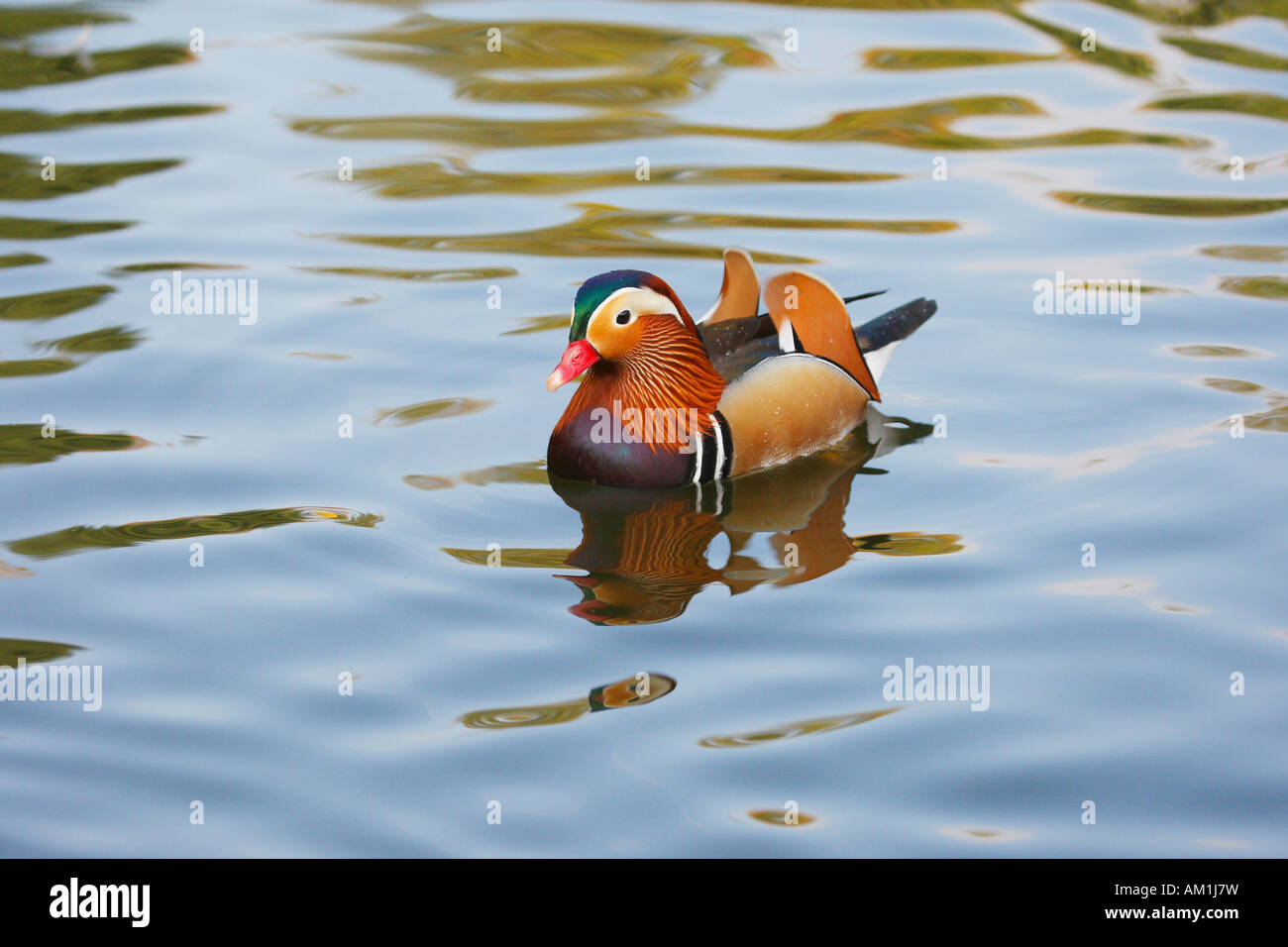 Mandarin duck ( Aix galericulata) Stock Photo