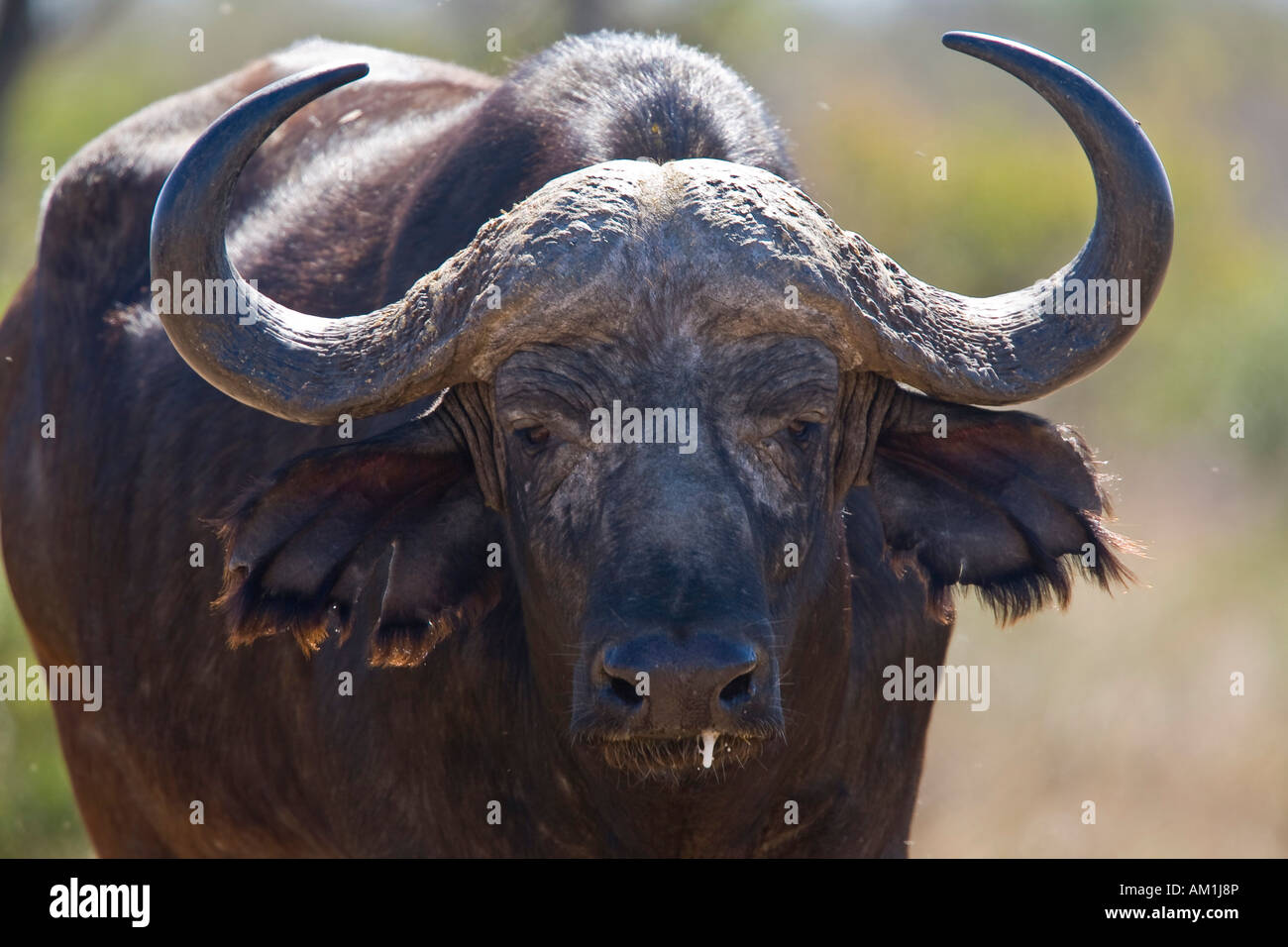 African Buffalo, Kruger National Park, South Africa Stock Photo