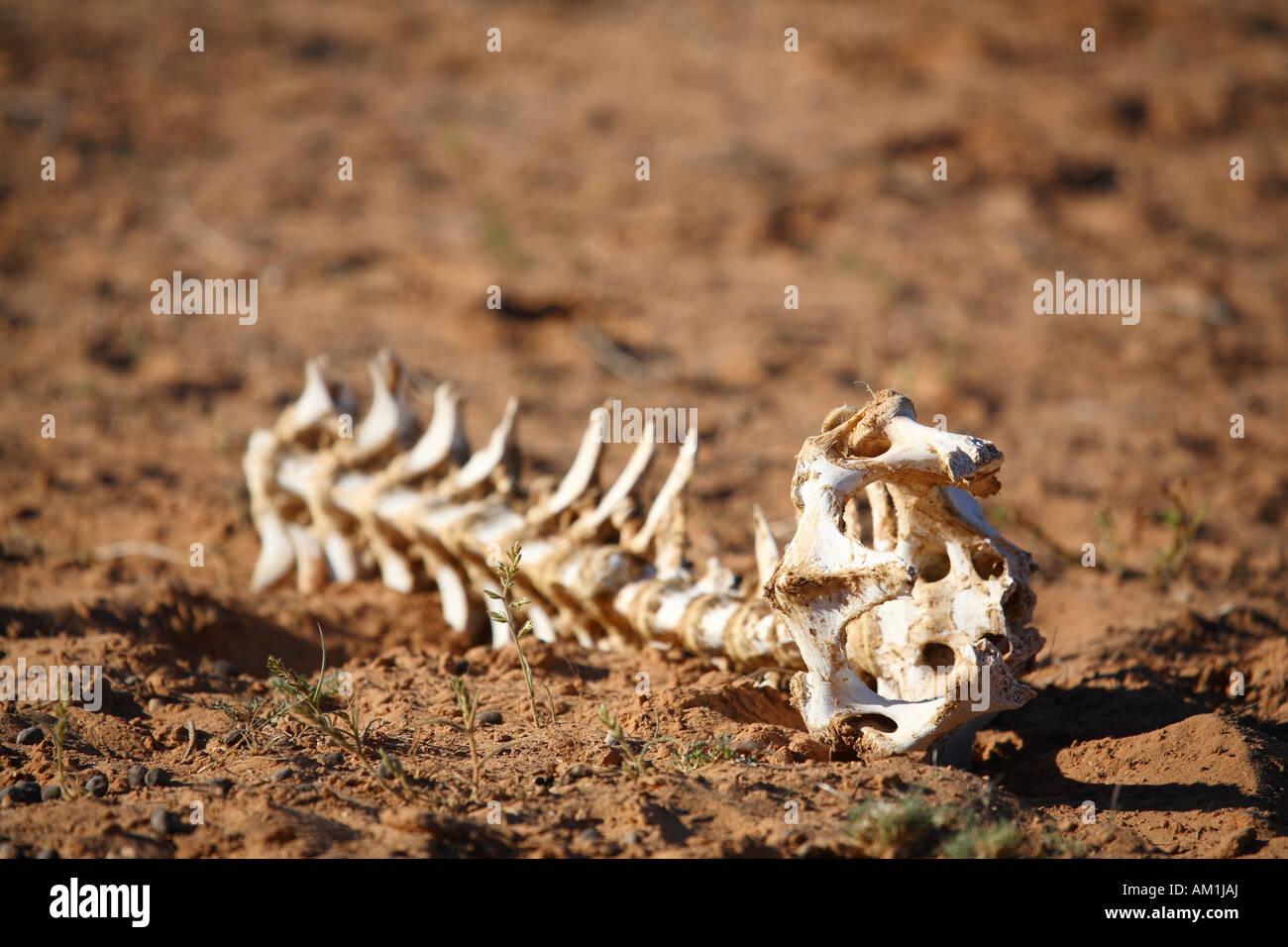 Sceleton in the desert, Namibia, Africa Stock Photo
