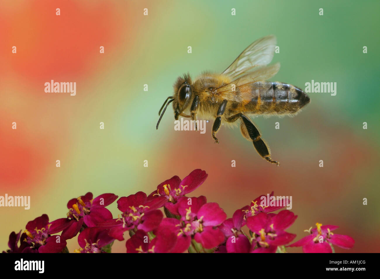 Western honey bee (Apis mellifera) Stock Photo