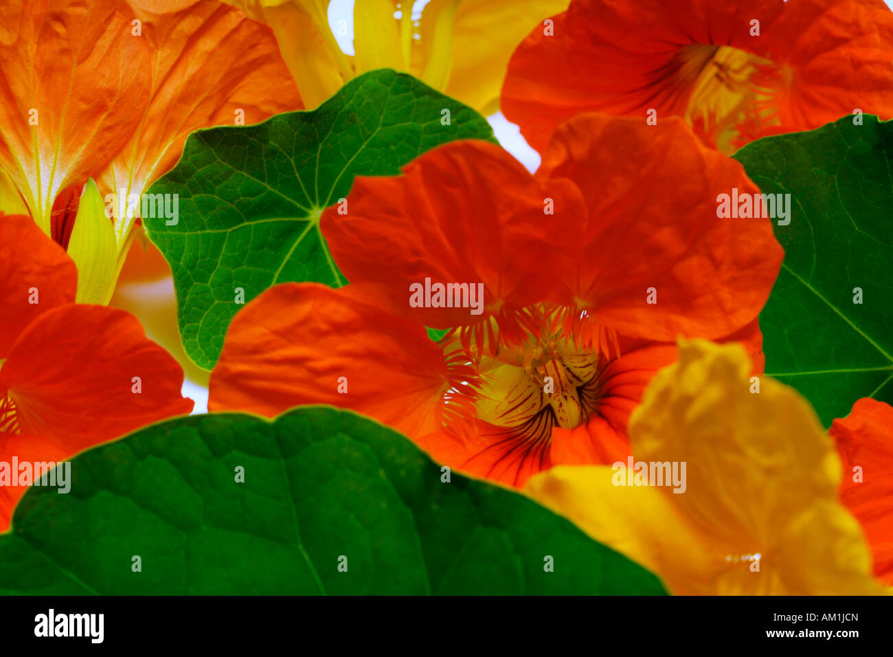 Nasturtium (Tropaeolum majus) Stock Photo