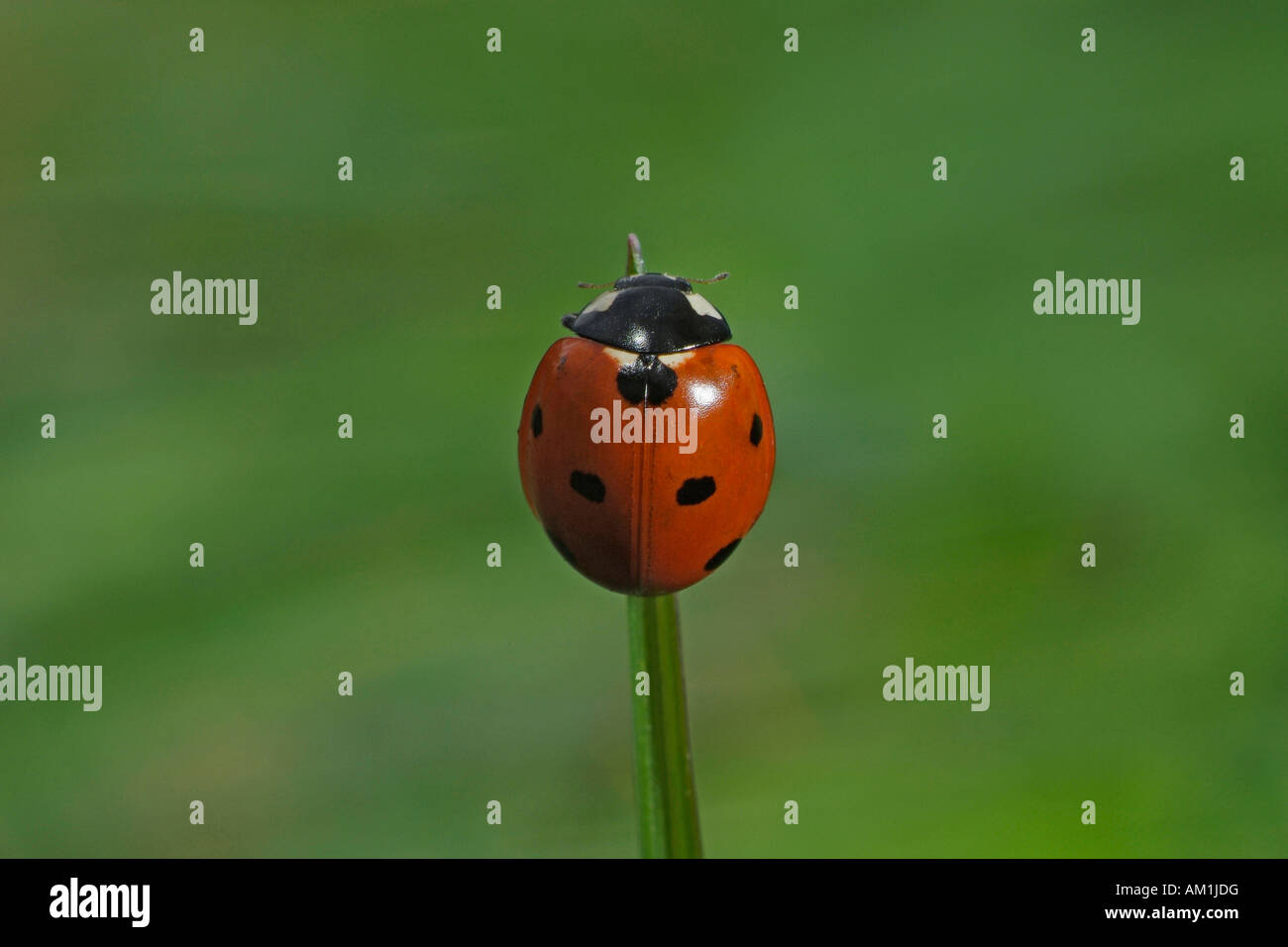 Seven-spot ladybird (Coccinella septempunctata) Stock Photo