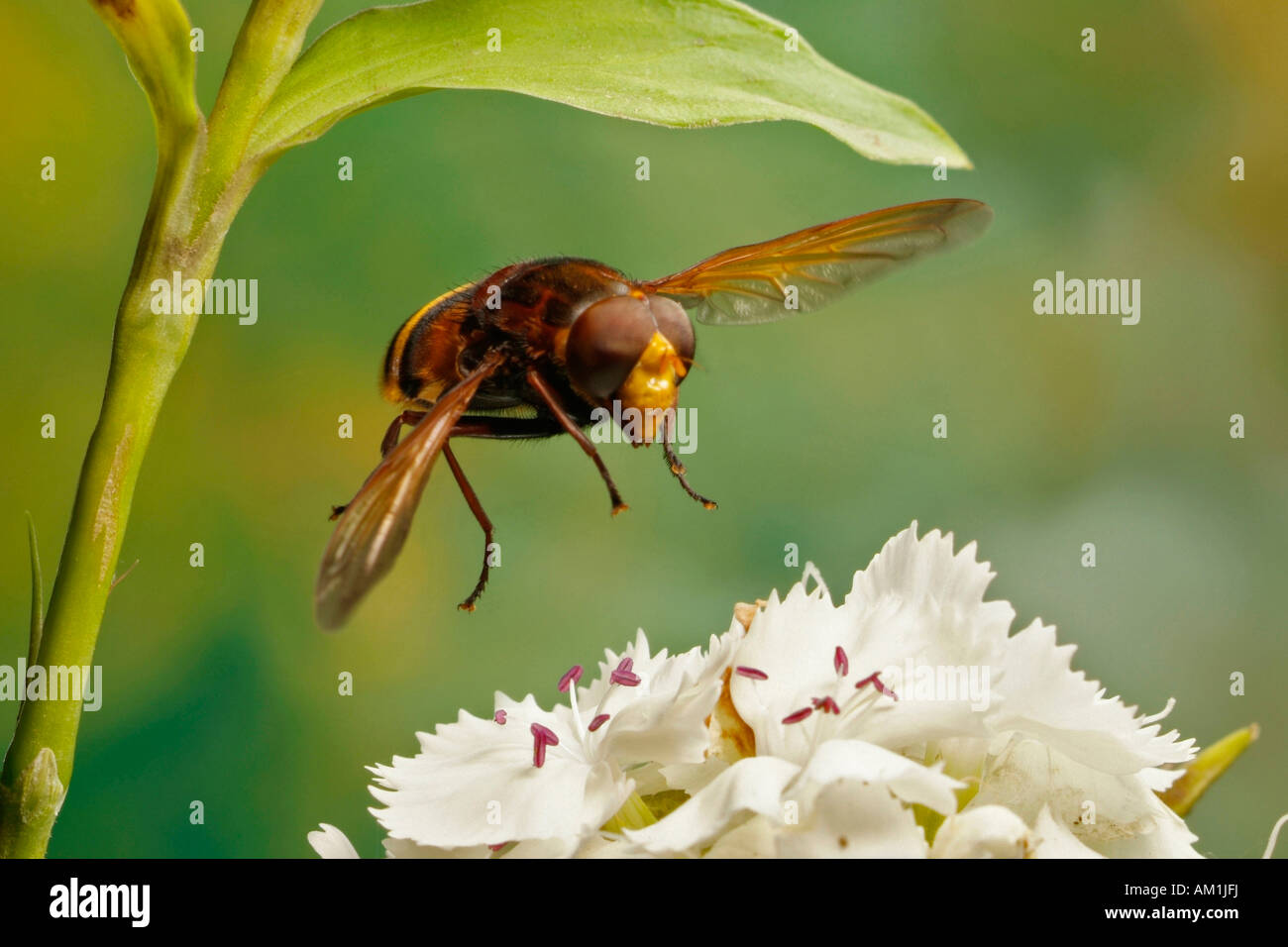 Hoverfly (Volucella zonaria) Stock Photo