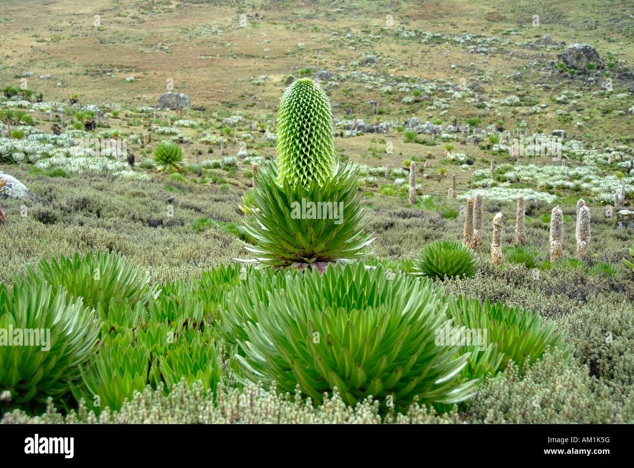 Natural garden of endemic giant lobelias (Lobelia deckenii ssp. keniensis) and lobelia (Lobelia telekii) Mount Kenya National P Stock Photo