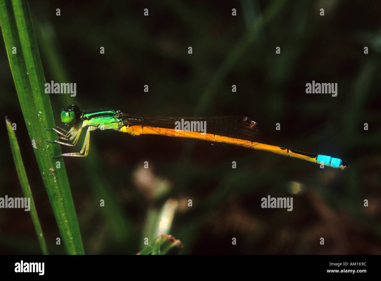 Indian damselfly hi-res stock photography and images - Alamy