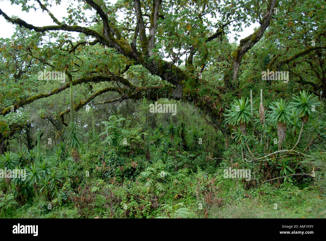 Pristine jungle montane forest Mount Kenya National Park Kenya Stock Photo