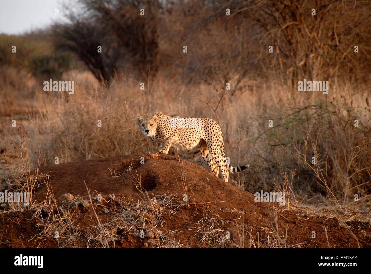 Cheetah in the savanna Amboseli National Park Kenya Stock Photo