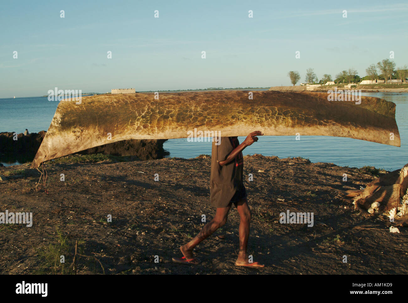 A Mozambican fisherman carrying his dug out canoe on his head to head