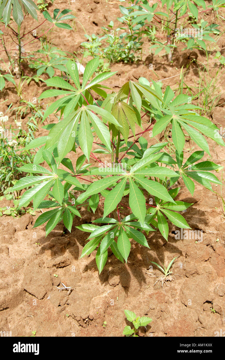Manioc grows on the ground Zanzibar Tanzania Stock Photo