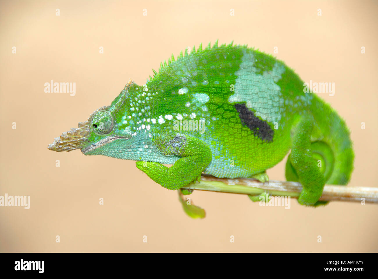 Green Two-Horn Chameleon (Kinyongia fischeri multituberculatum) in the Usambara Mountains Tanzania Stock Photo