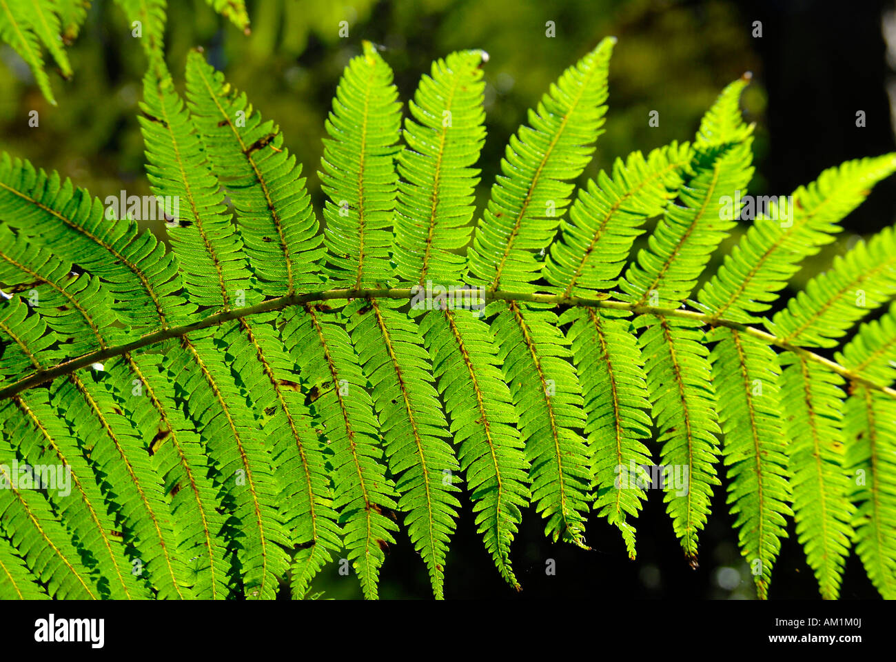 Leaf of a tree fern (Cyatheales) Usambara Mountains Tanzania Stock Photo
