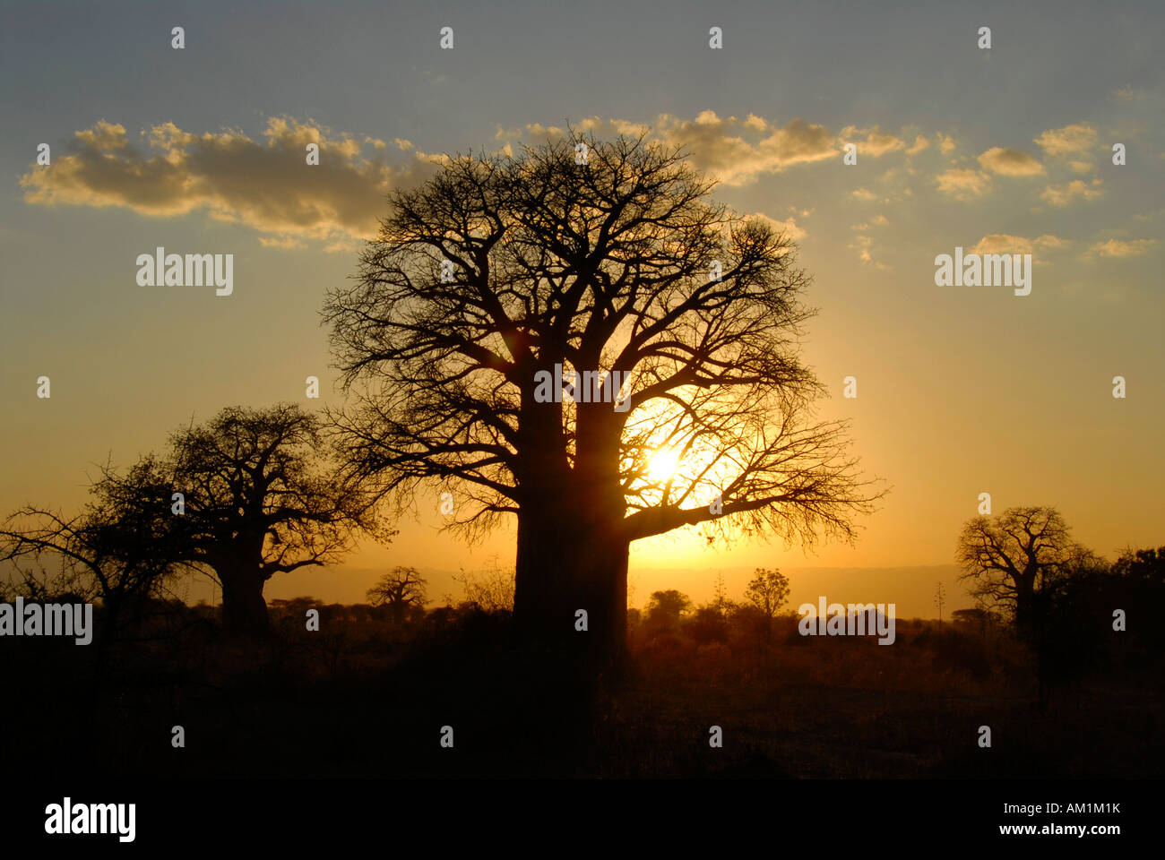 Baobab tree (Adansonia digitata) in the savannah at sunset Tarangire