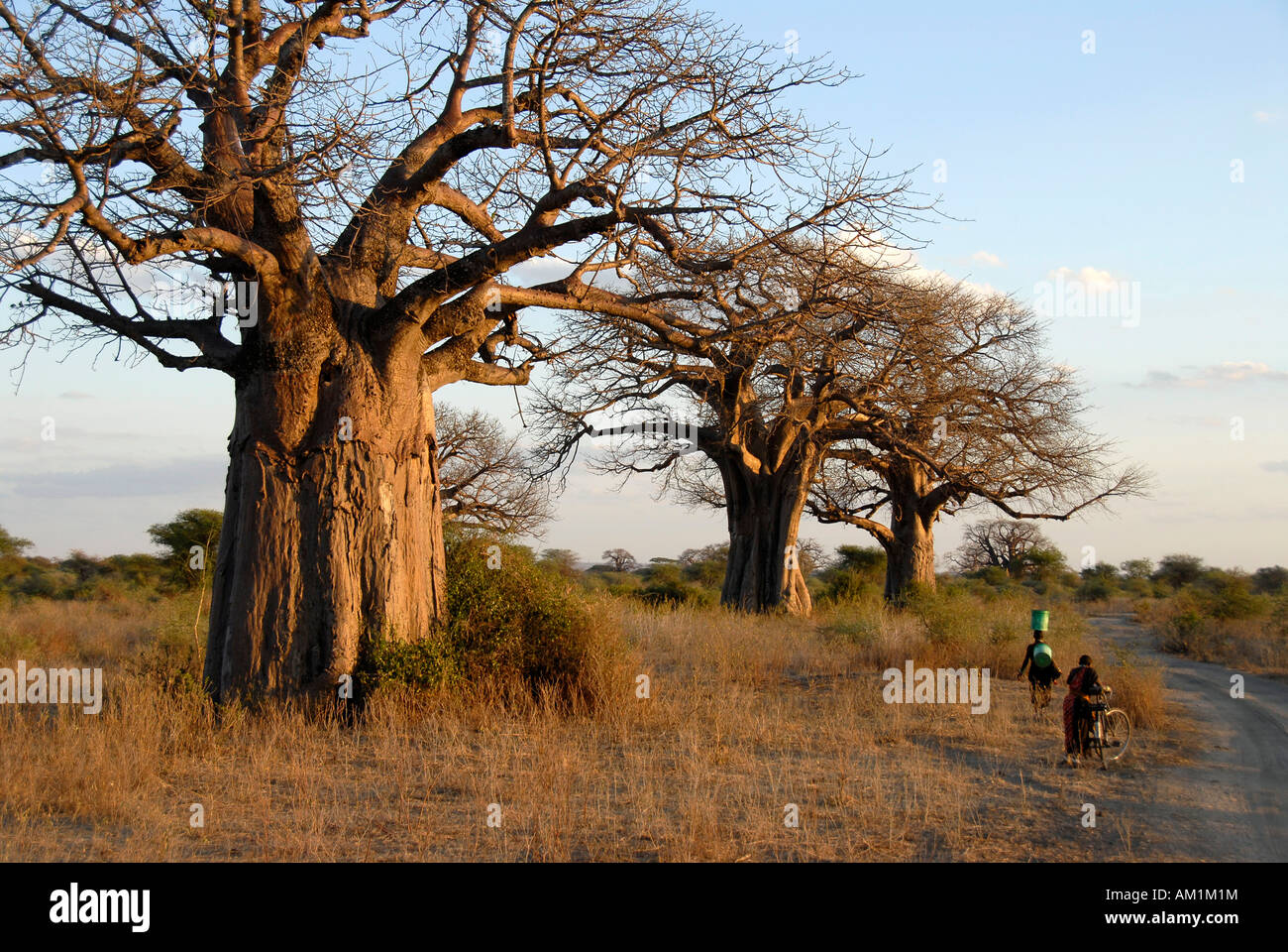 Baobab trees (Adansonia digitata) in the savannah with local people