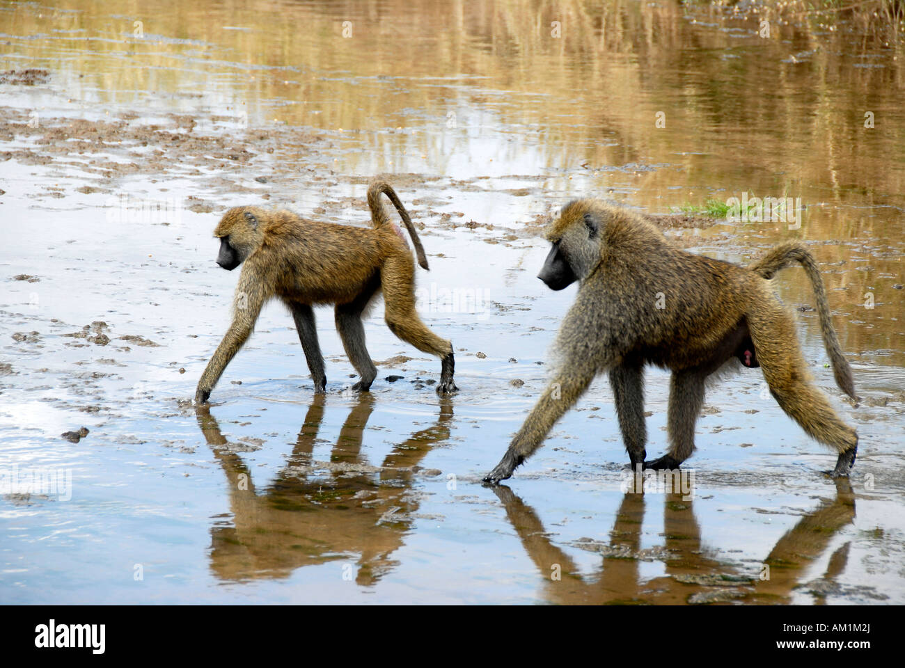 Two Olive Baboons (Papio anubis) wade through shallow water Tarangire National Park Tanzania Stock Photo