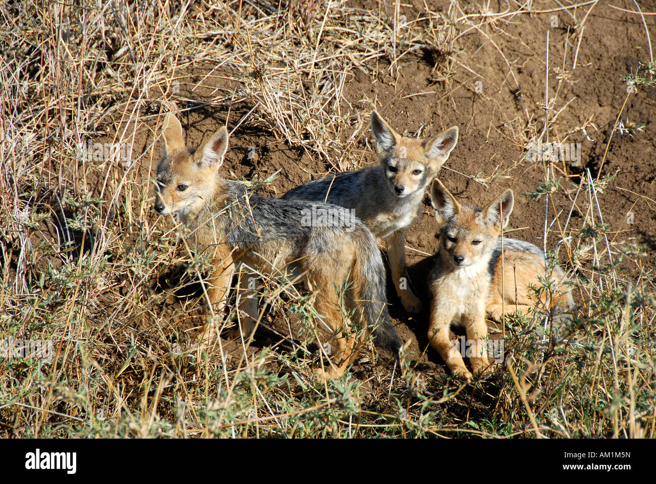 Three young Black-backed jackals (Canis mesomelas) Serengeti National Park Tanzania Stock Photo