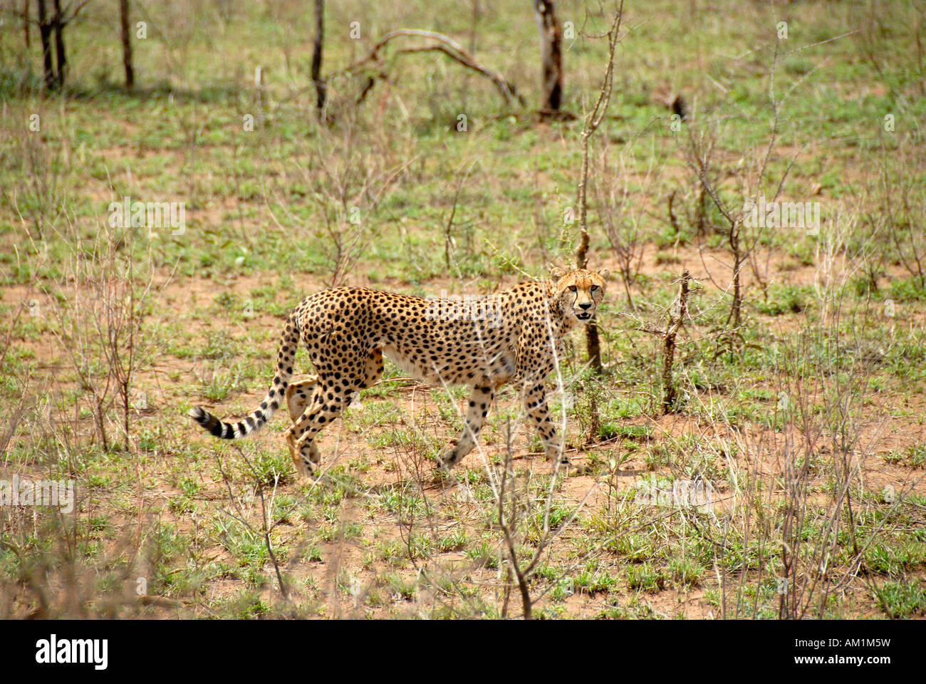 Cheetah (Acinonyx jubatus) at still hunt Serengeti National Park Tanzania Stock Photo