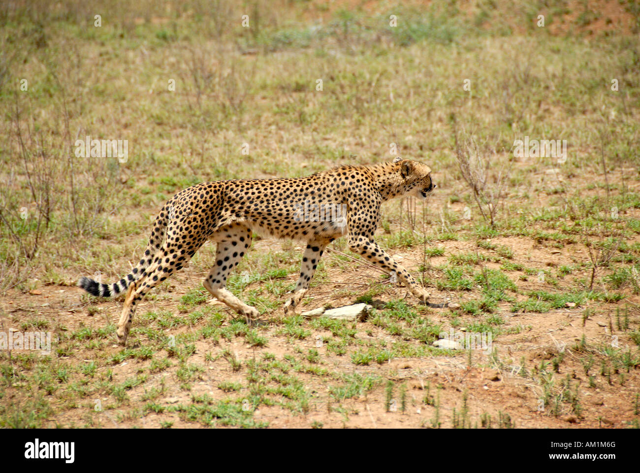 Cheetah (Acinonyx jubatus) at still hunt Serengeti National Park Tanzania Stock Photo