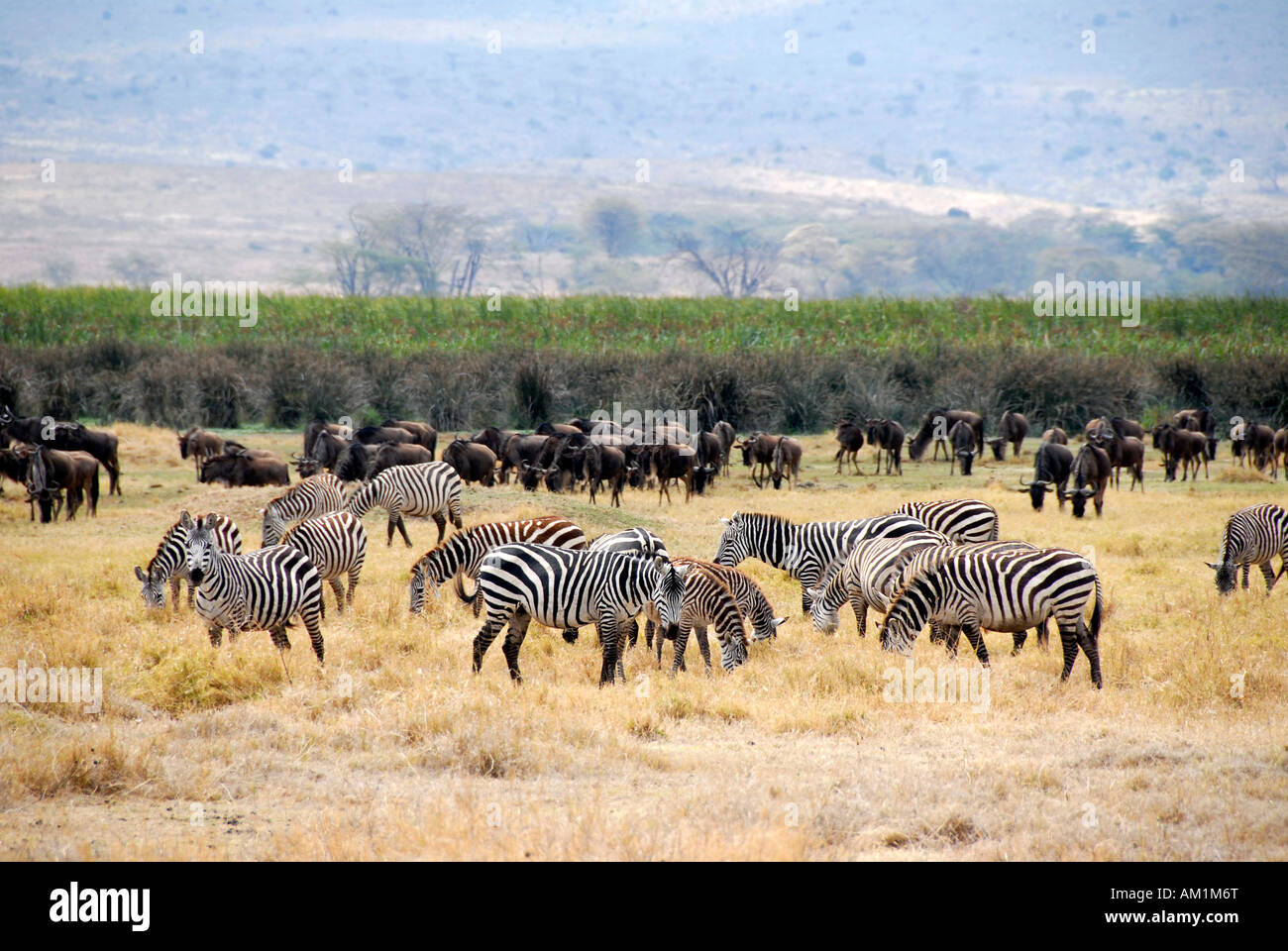 Herds of Plains Zebras (Equus quagga, formerly Equus burchelli) and Blue Wildebeests (Connochaetes taurinus) in dry grassland N Stock Photo