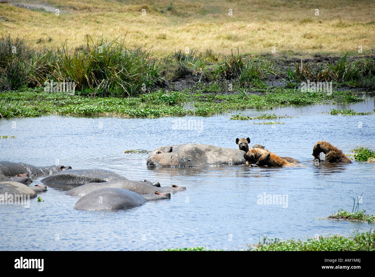 Spotted Hyenas (Crocuta crocuta) feed on dead Hippo (Hippopotamus amphibius) in the water Ngorongoro Crater Tanzania Stock Photo