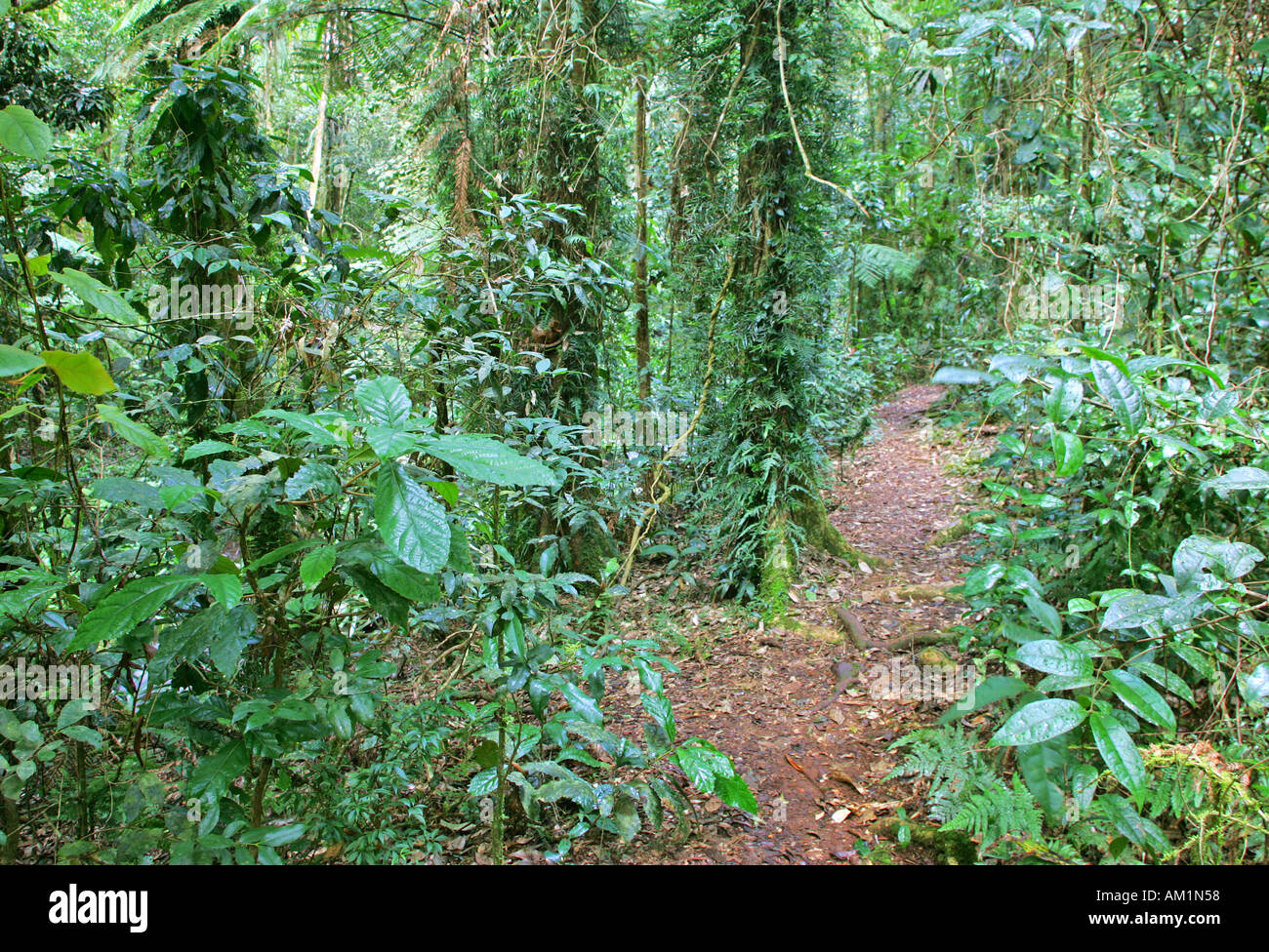 Trail through rain forest in Border Ranges National Park Stock Photo ...