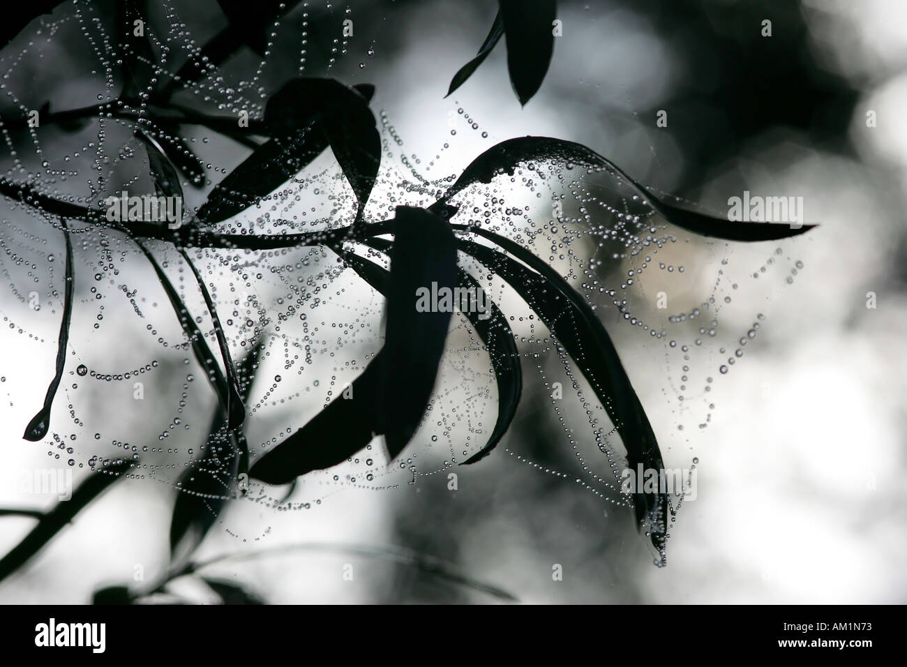 Eucalyptus stem outdoors hi-res stock photography and images - Alamy
