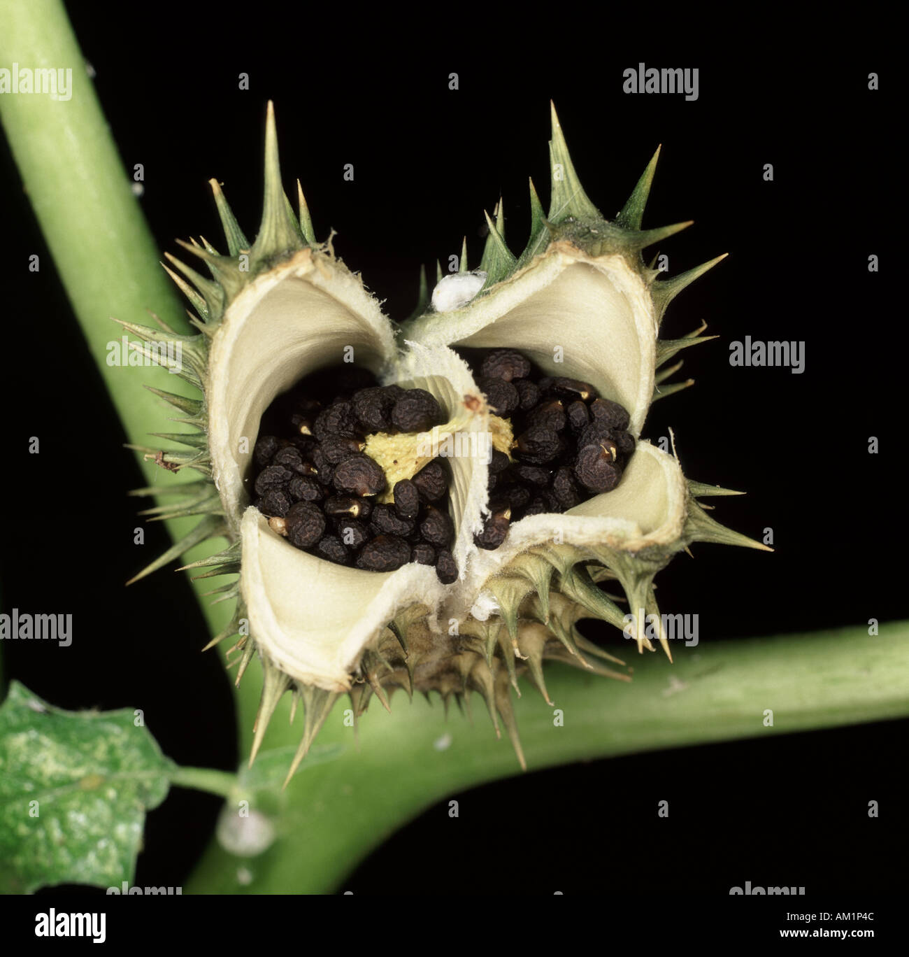 Close up of Thorn Apple seedhead open showing seeds inside Stock Photo