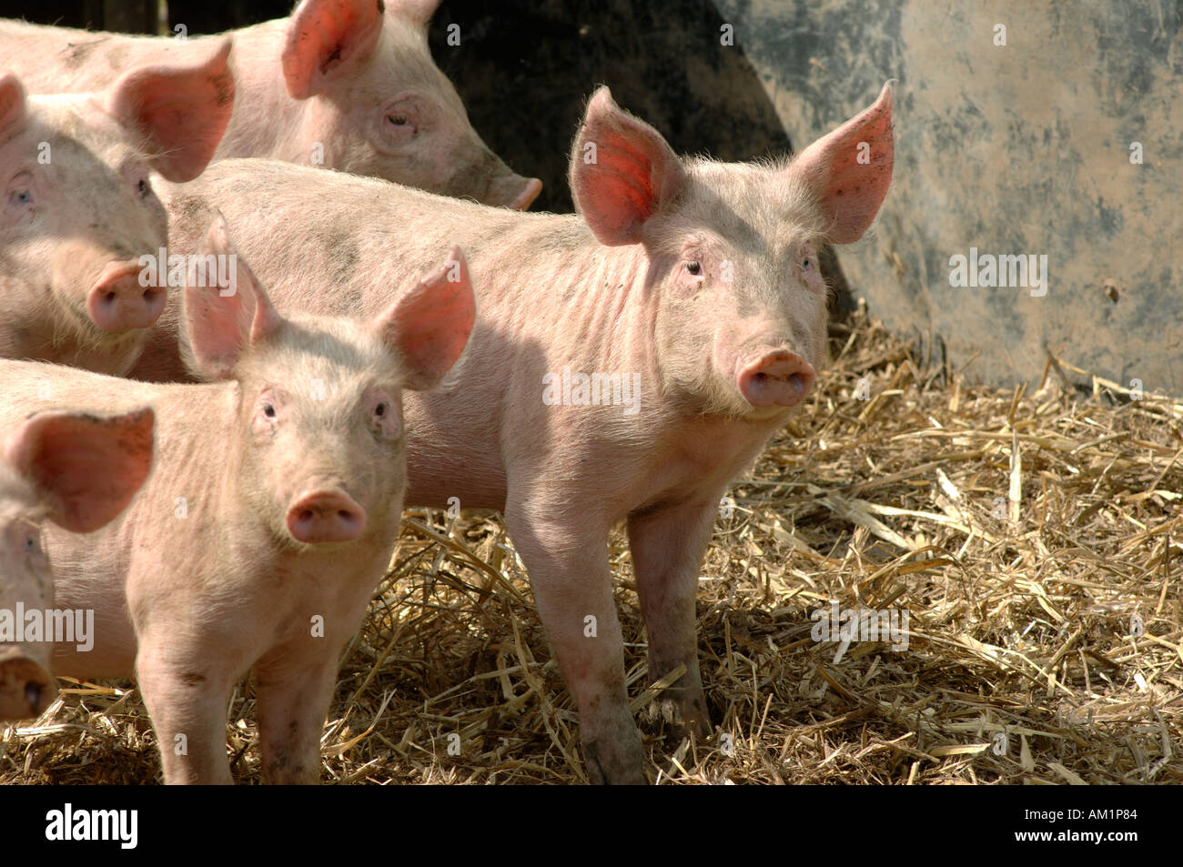 Large white cross weaners in a pen Stock Photo