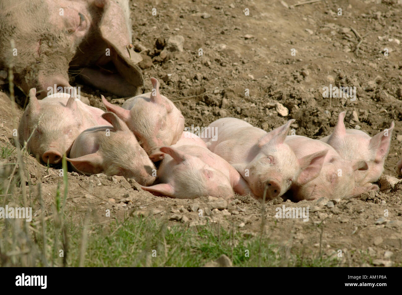 Free range large white cross sow asleep with her piglets Stock Photo