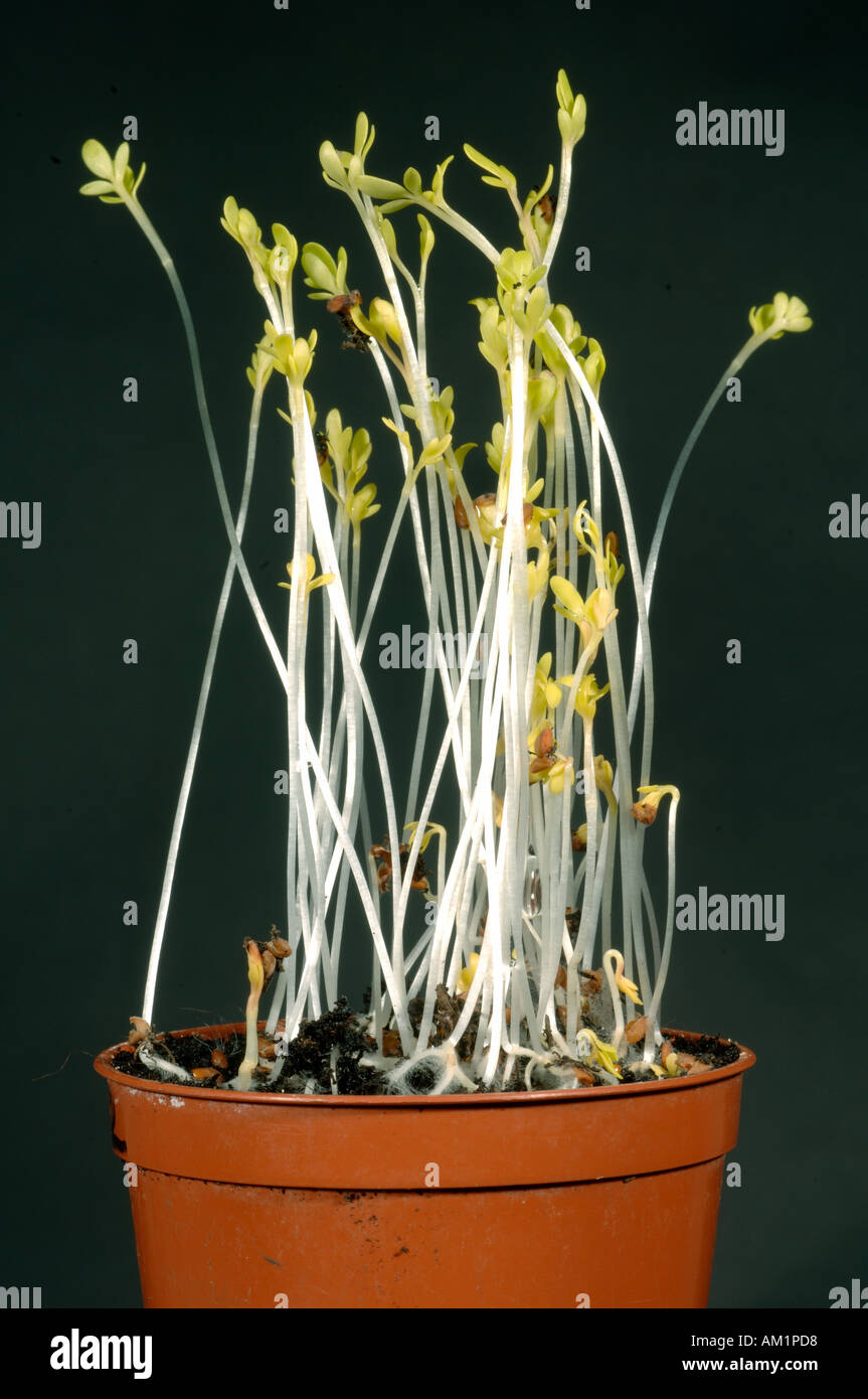 Etiolated cress seedlings grown without light compare to