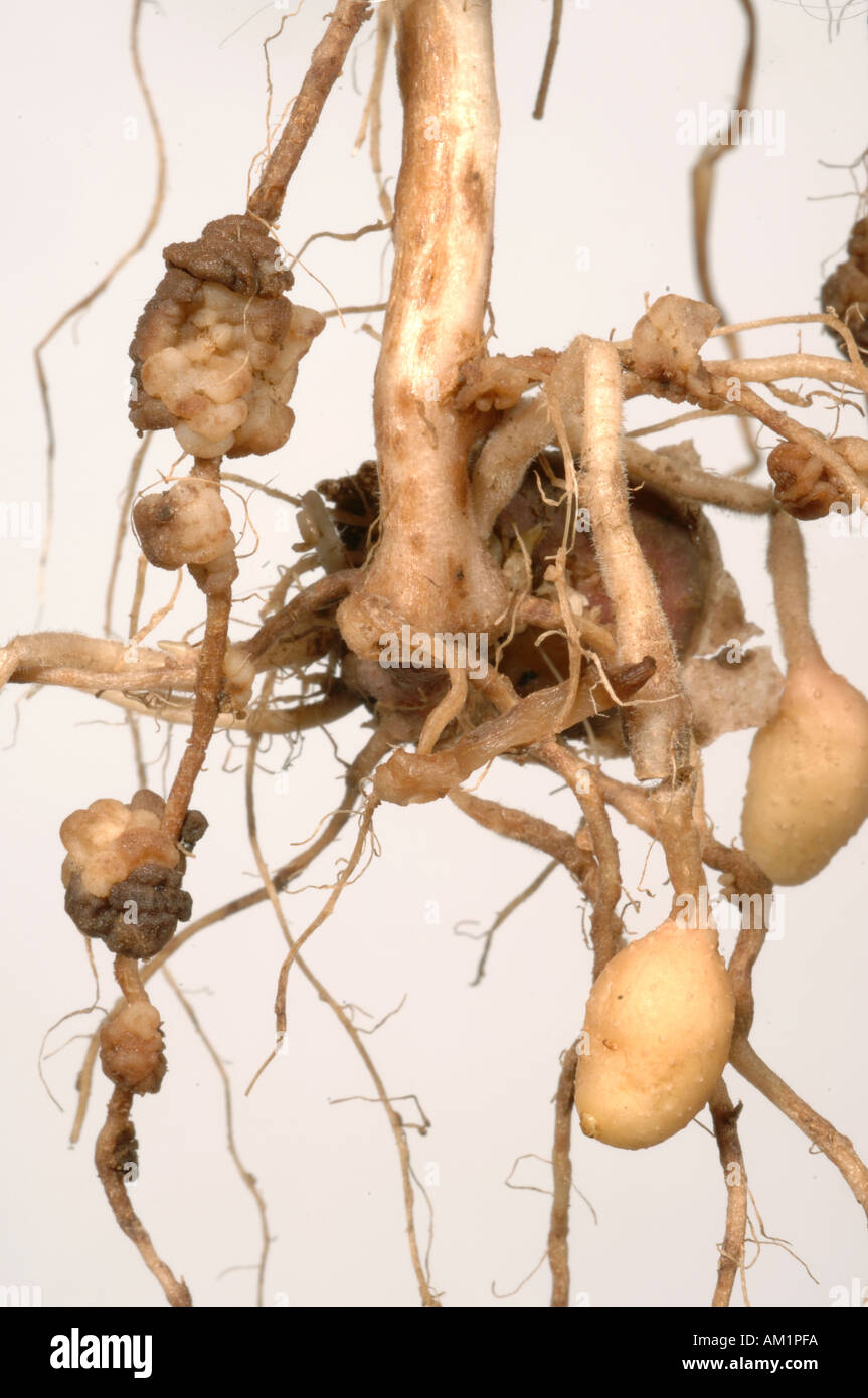 Powdery scab Spogospora subterranea galls on the root of a potato plant Stock Photo