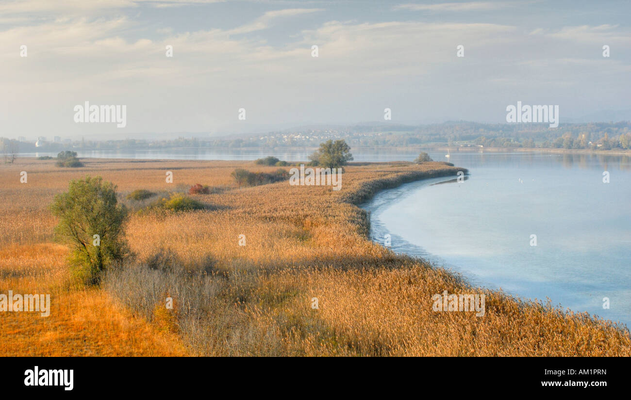 Reed area at the lake of constance - Baden Wuerttemberg Germany Europe. Stock Photo