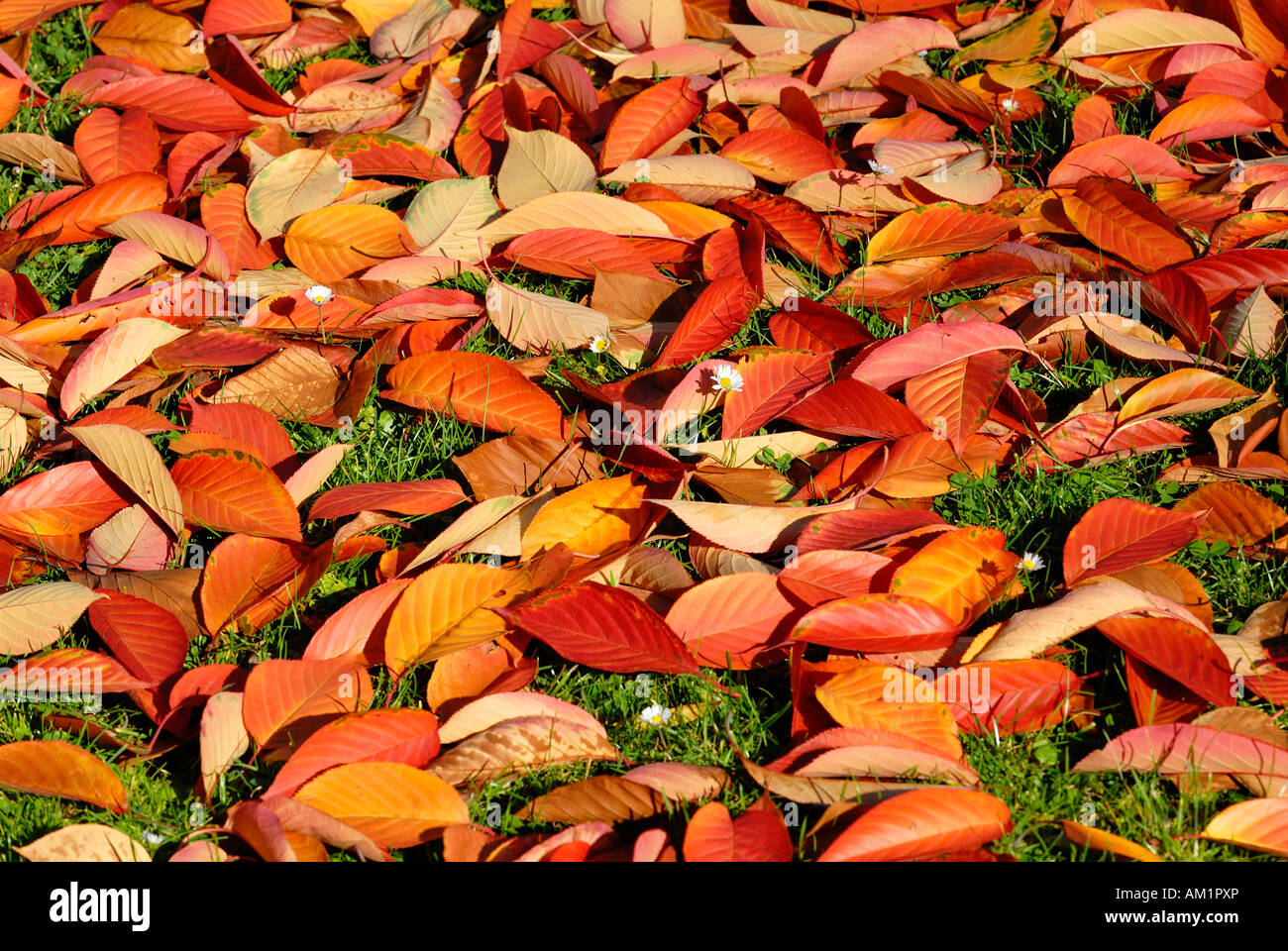 Autumn leaves - Germany, Europe. Stock Photo