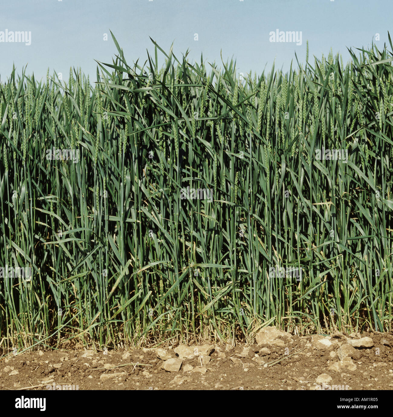 Unripe wheat crop in ear Triticum aestivum Stock Photo