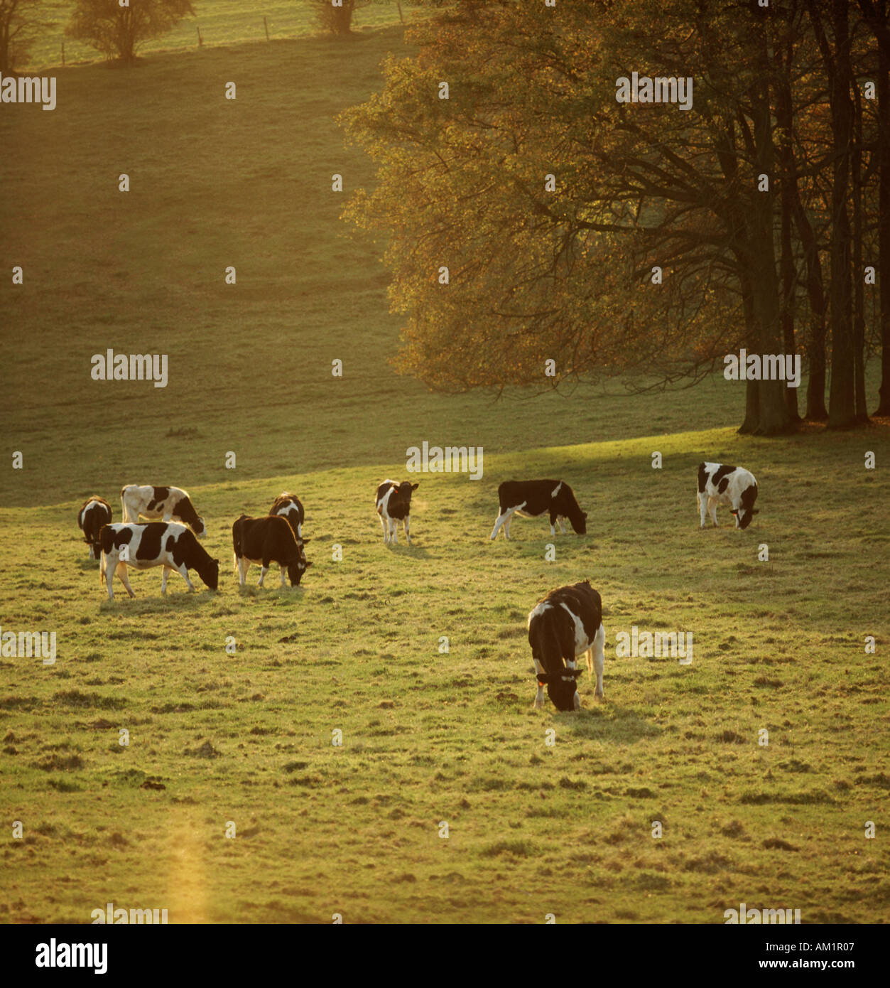 Holstein Friesian heifers on downland pasture in Autmnal lighting Stock ...